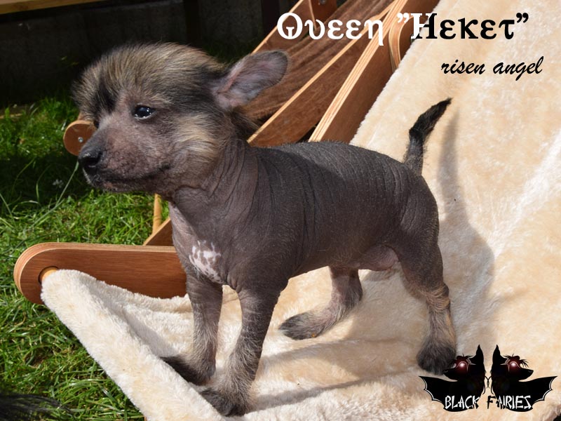 Queen *Heket* risen angel