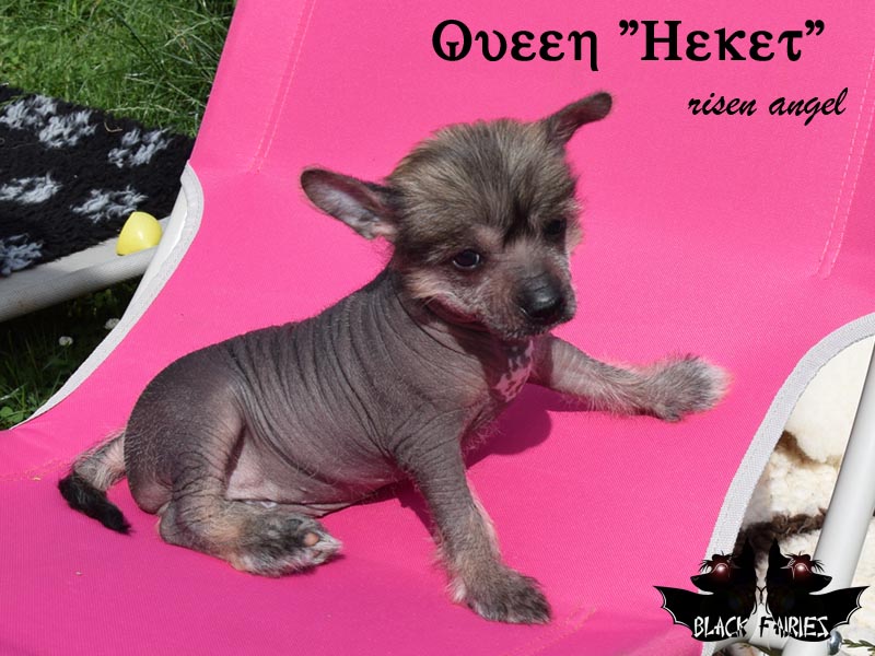 Queen *Heket* risen angel