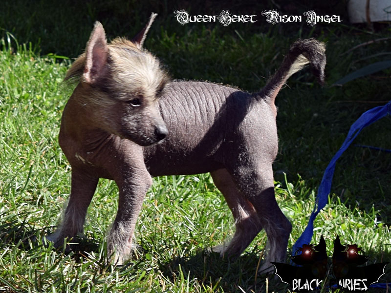 Queen *Heket* risen angel