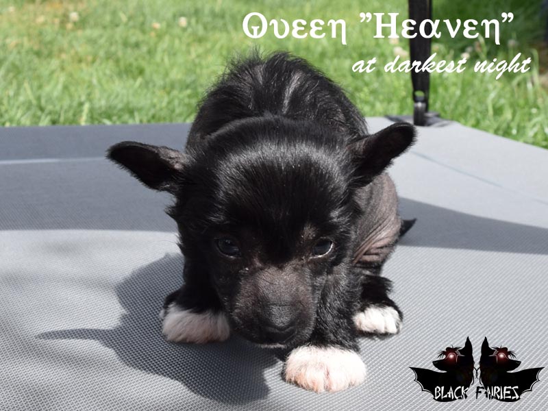 BlackFairies Queen *Heaven* at darkest night