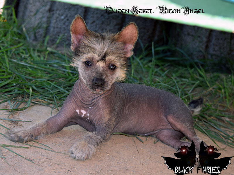 Queen *Heket* risen angel