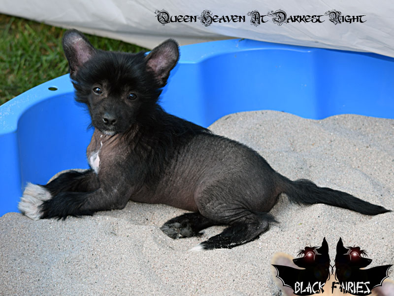 BlackFairies Queen *Heaven* at darkest night