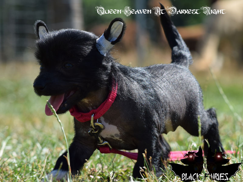 BlackFairies Queen *Heaven* at darkest night