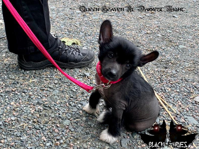 BlackFairies Queen *Heaven* at darkest night